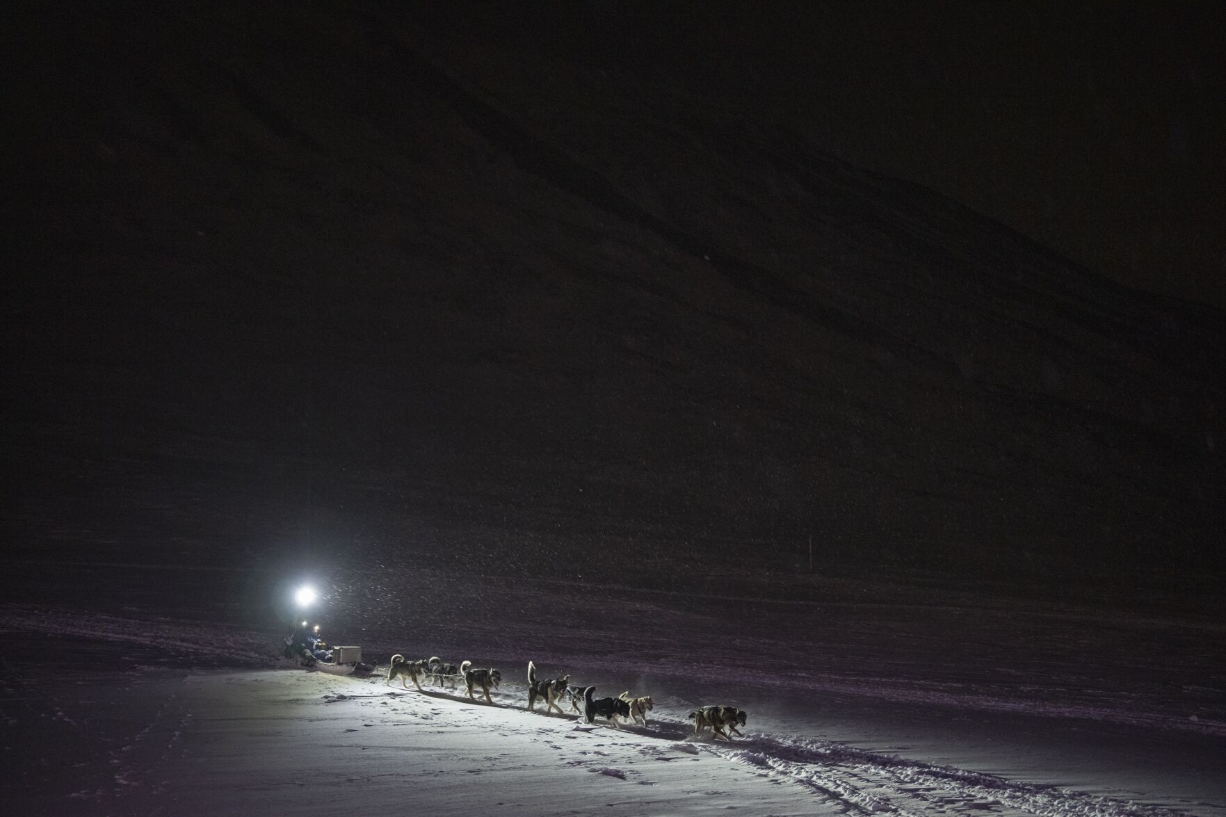Norwegian Arctic Dog Sledding